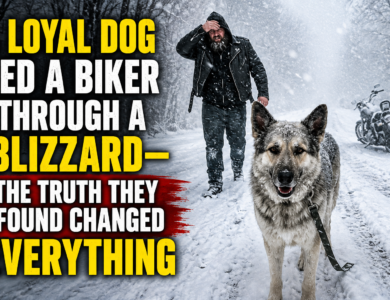 A Loyal Dog Led a Biker Through a Blizzard—The Truth They Found Changed Everything