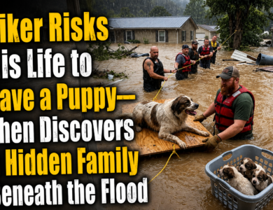 Biker Risks His Life to Save a Puppy—Then Discovers a Hidden Family Beneath the Flood