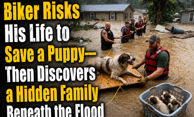 Biker Risks His Life to Save a Puppy—Then Discovers a Hidden Family Beneath the Flood